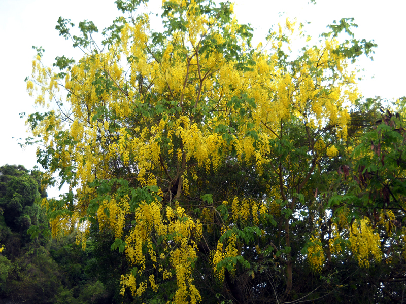 வால்பாறையில் மலர்ந்த கொன்றை மலர் மஞ்சள் நிறத்தில்