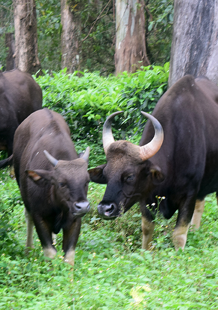 Wild Indian Gaur in Valparai Forest Wild Indian gaur standing in Valparai forest near tea estates