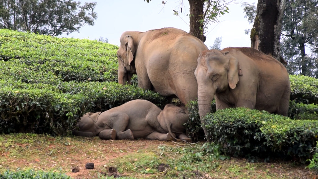 Elephant Sleeping in Tea Estate – Valparai Wild elephant sleeping inside tea estate in Valparai hills
