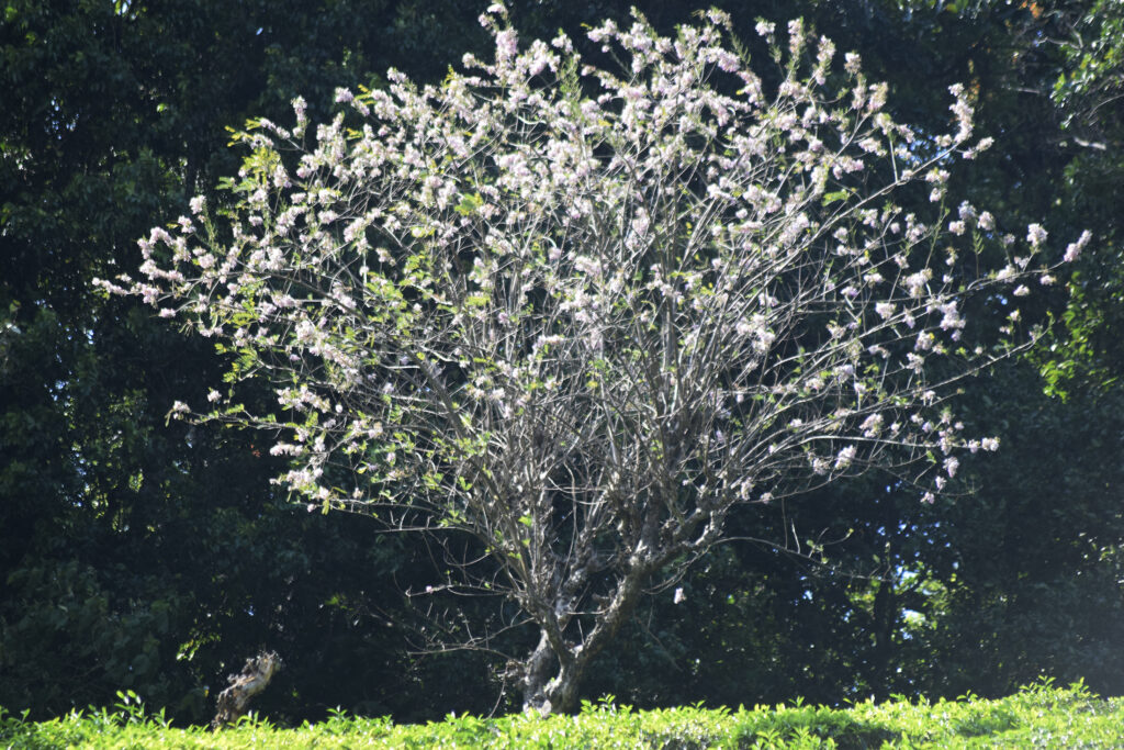 White Jacaranda tree blooming in Valparai hills