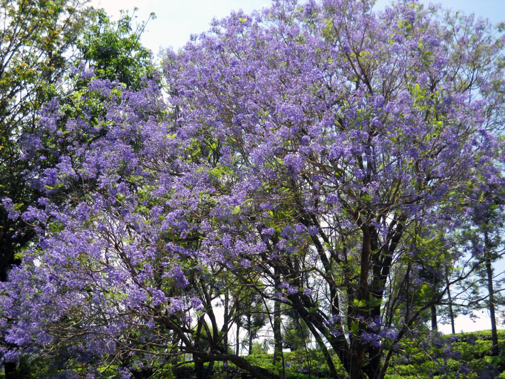 Violet Jacaranda tree blooming in Valparai hills Tamil Nadu