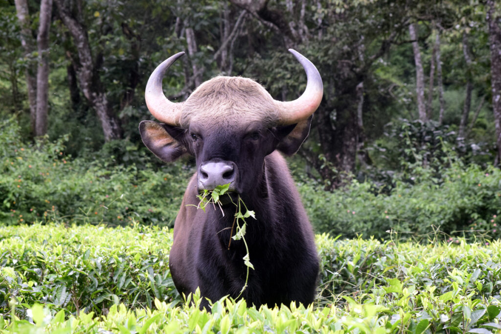 bison1
