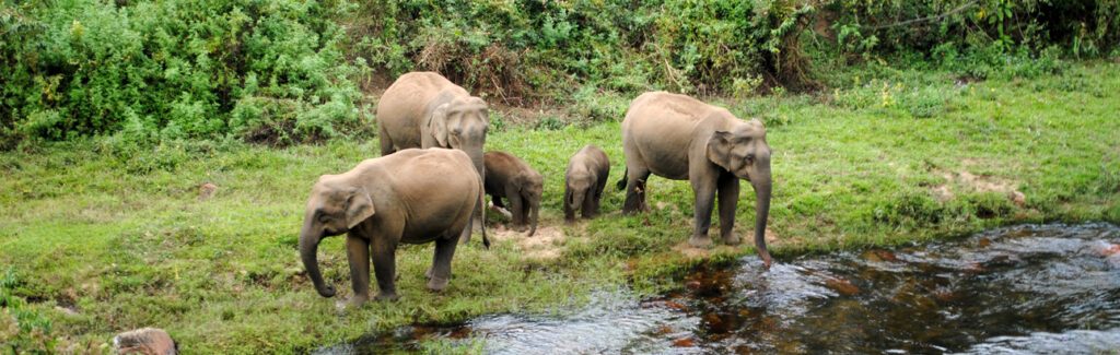 Wild elephants walking in Valparai forest near Aliyar Dam road