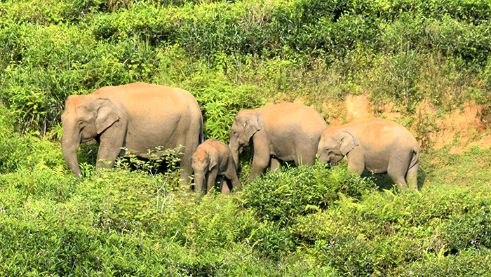 elephantss elephantss