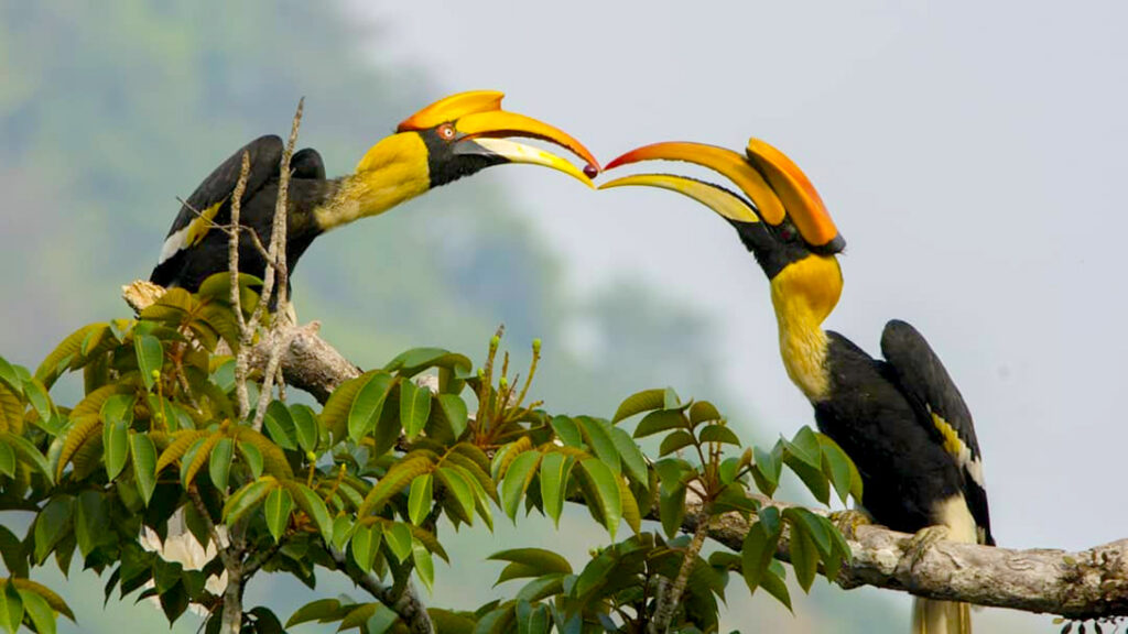 Great Hornbill bird spotted in the forests near Valparai in the Western Ghats