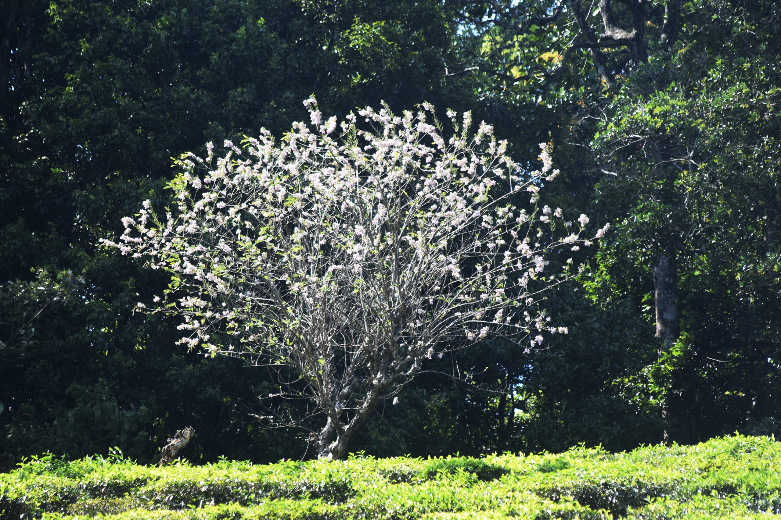 jagarunda