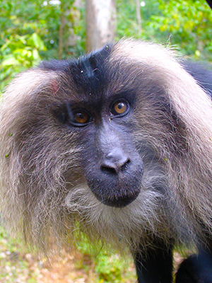 Lion-tailed macaque in Valparai near Anamalai Tiger Reserve rainforest