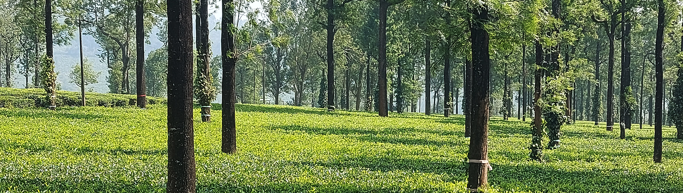 vallparai tea1 vallparai tea1