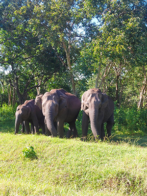 Valparai பகுதியில் ஆனைமலை புலிகள் காப்பகம் அருகே காணப்படும் இந்திய யானை