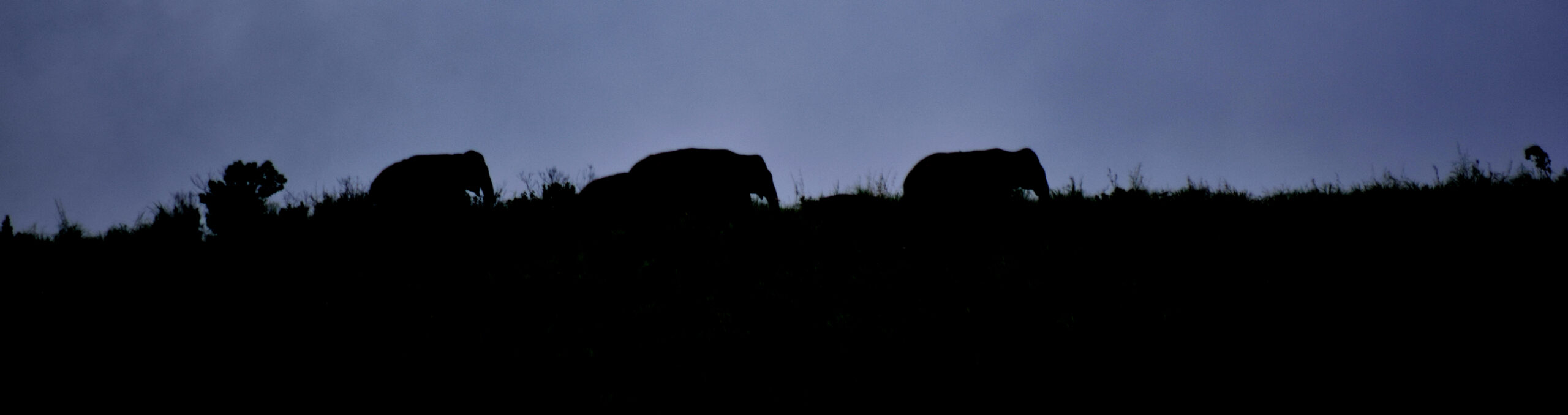 valparai elephants 2