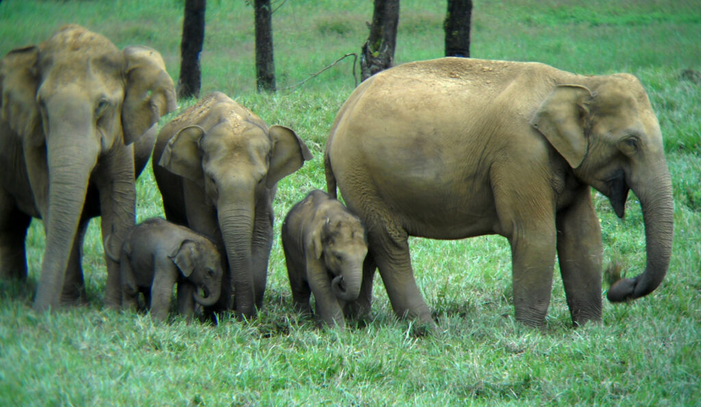 Herd of Indian elephants crossing a forest road in Valparai near Anamalai Tiger Reserve