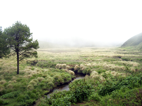 Grass Hills landscape in Valparai in the Western Ghats of Tamil Nadu
